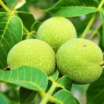 Občasník našeho městečka a oběd v nebezpečí